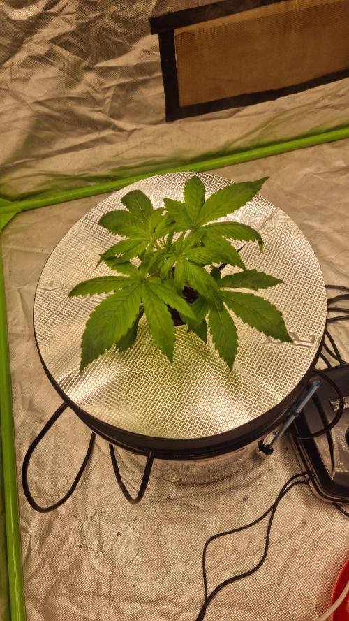 Strawberry Gorilla Automatic's. Week 4