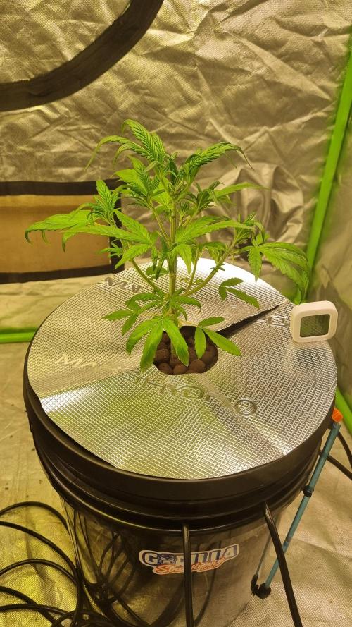 Strawberry Gorilla Automatic's. Week 4