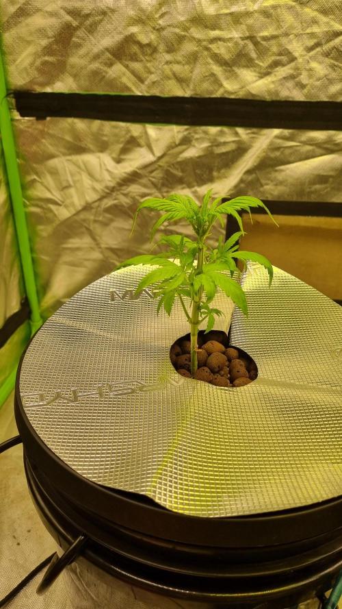 Strawberry Gorilla Automatic's. Week 4