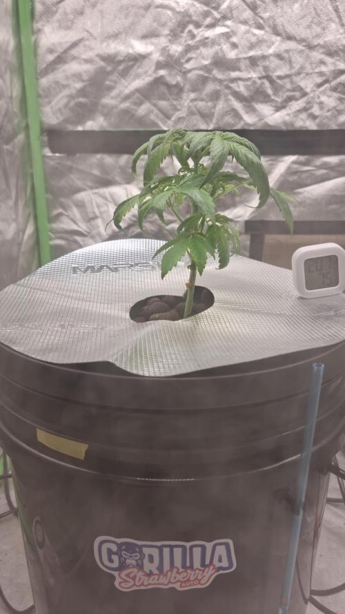 Strawberry Gorilla Automatic's. Week 4