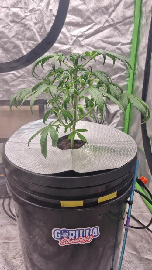 Strawberry Gorilla Automatic's. Week 4