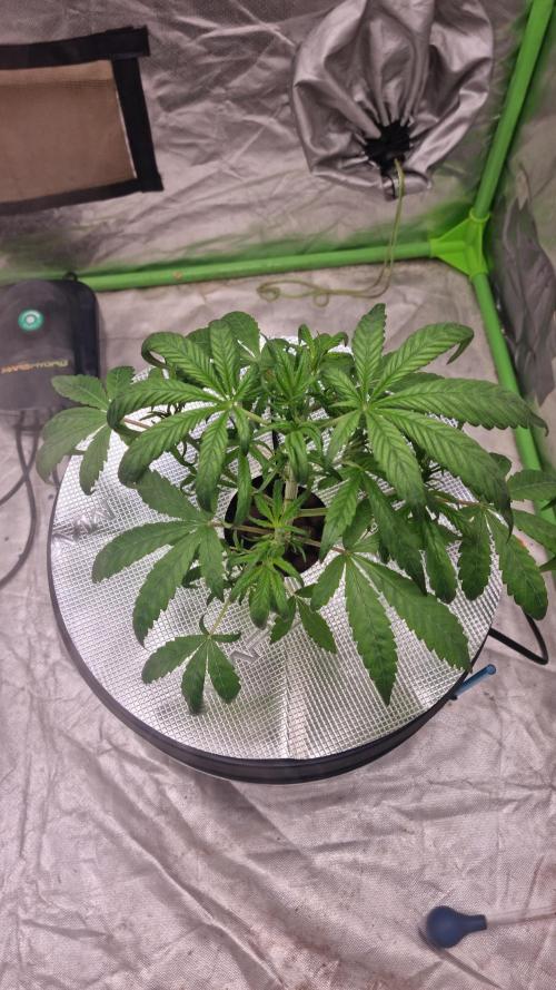 Strawberry Gorilla Automatic's. Week 4