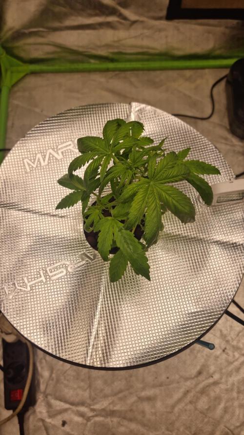 Strawberry Gorilla Automatic's. Week 4