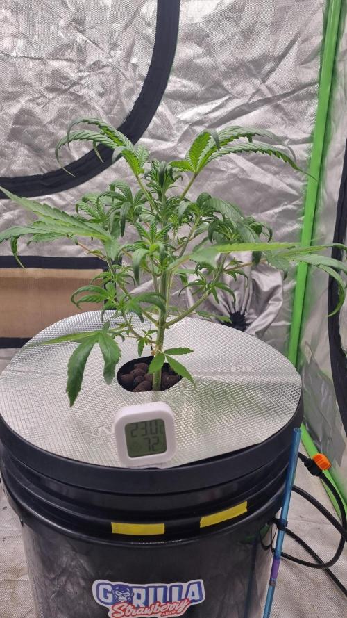 Strawberry Gorilla Automatic's. Week 5