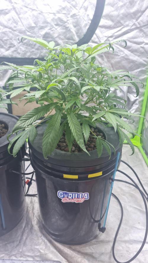 Strawberry Gorilla Automatic's. Week 5