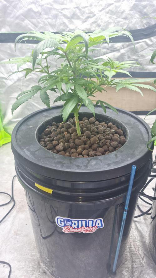 Strawberry Gorilla Automatic's. Week 5