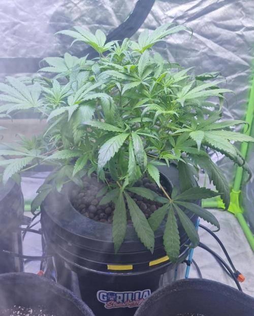 Strawberry Gorilla Automatic's. Week 6