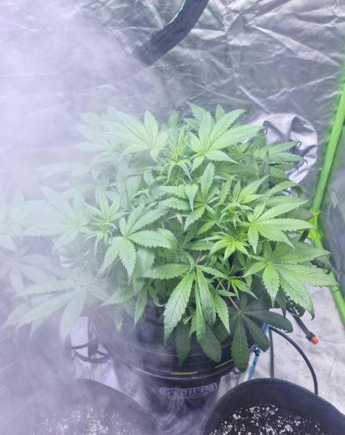 Strawberry Gorilla Automatic's. Week 6