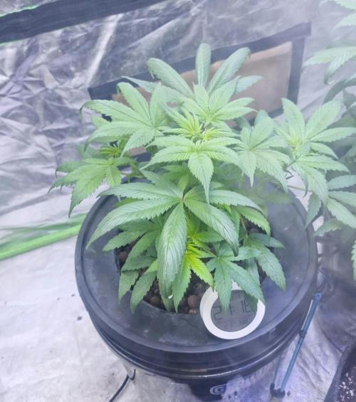 Strawberry Gorilla Automatic's. Week 6