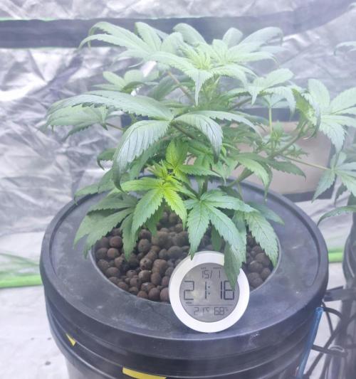 Strawberry Gorilla Automatic's. Week 6