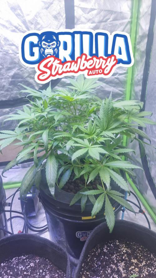 Strawberry Gorilla Automatic's. Week 6