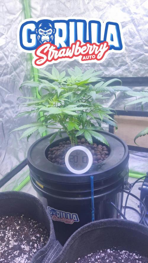 Strawberry Gorilla Automatic's. Week 6