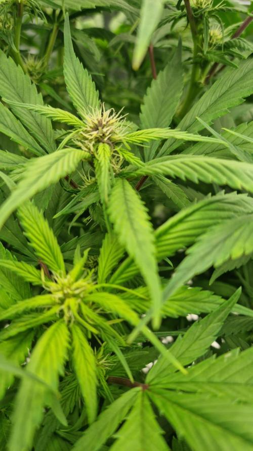 Strawberry Gorilla Automatic's. Week 10