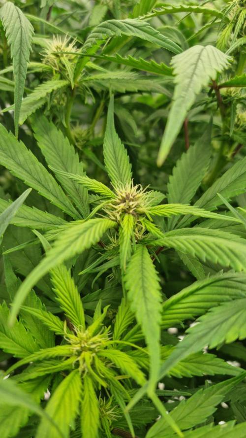 Strawberry Gorilla Automatic's. Week 10