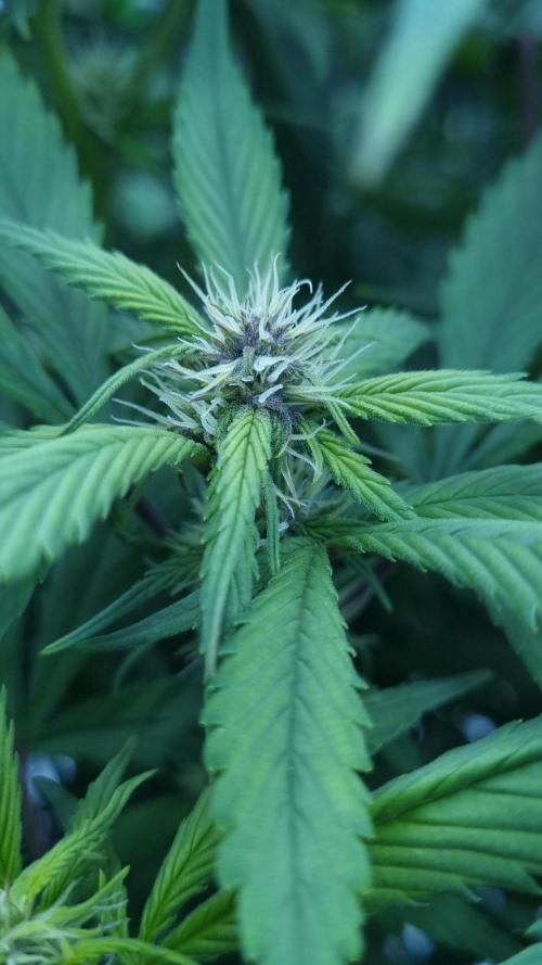 Strawberry Gorilla Automatic's. Week 10