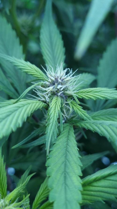 Strawberry Gorilla Automatic's. Week 10