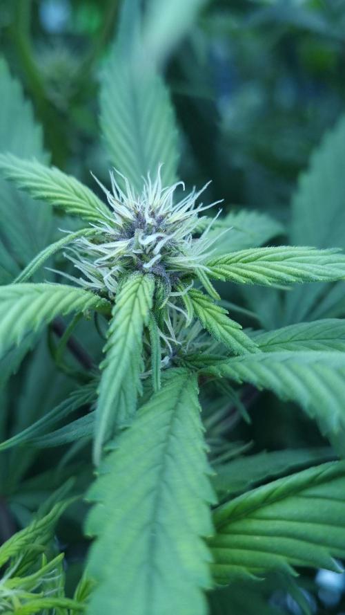 Strawberry Gorilla Automatic's. Week 10