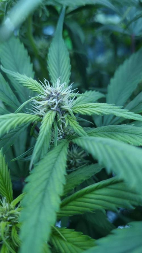 Strawberry Gorilla Automatic's. Week 10