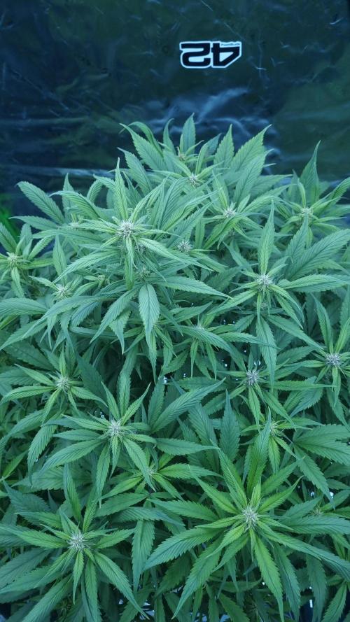 Strawberry Gorilla Automatic's. Week 10