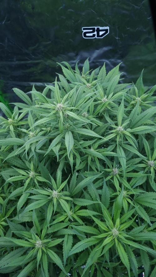 Strawberry Gorilla Automatic's. Week 10