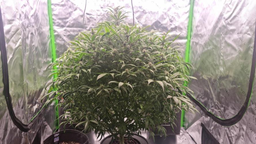 Strawberry Gorilla Automatic's. Week 10