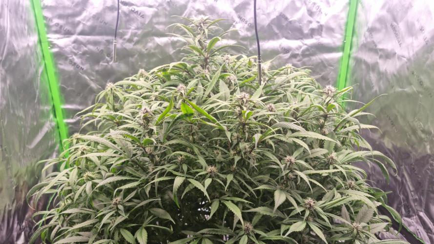 Strawberry Gorilla Automatic's. Week 10