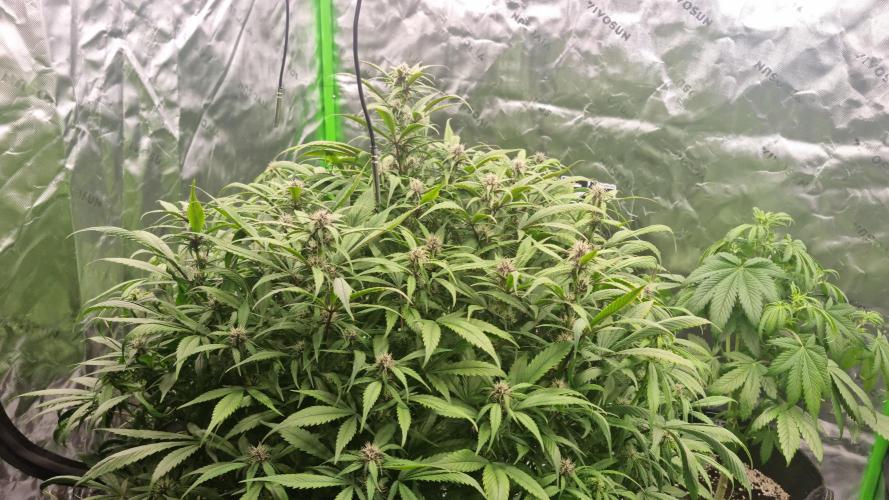 Strawberry Gorilla Automatic's. Week 10