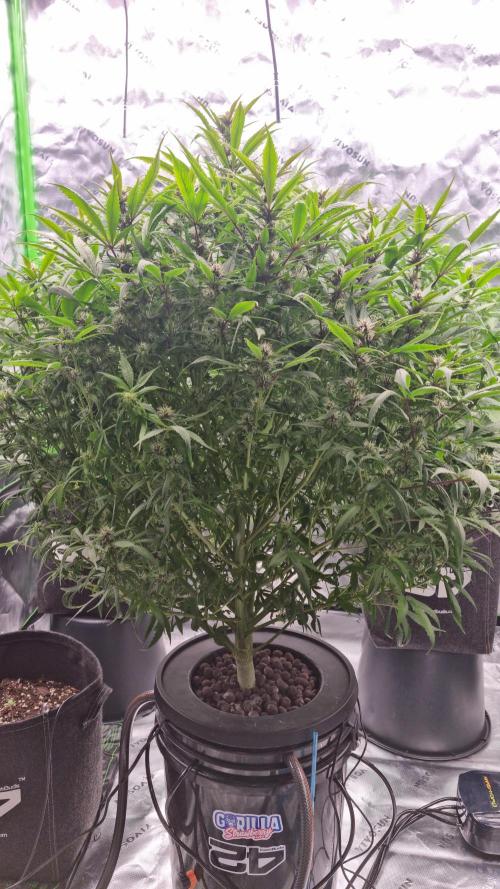 Strawberry Gorilla Automatic's. Week 11