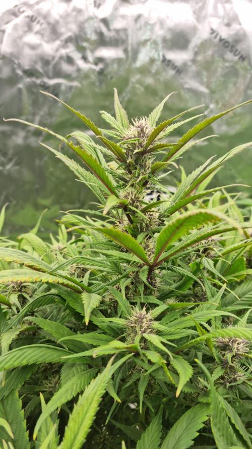 Strawberry Gorilla Automatic's. Week 11