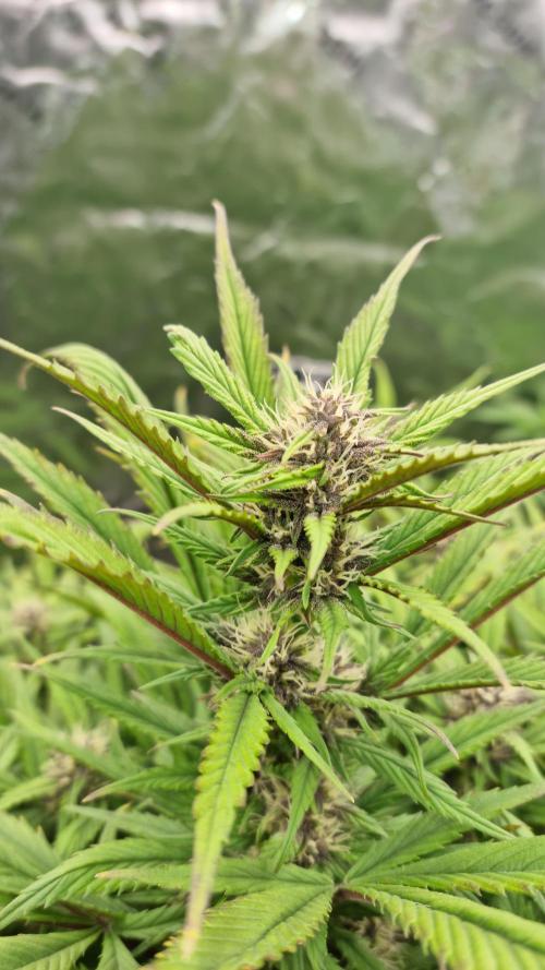 Strawberry Gorilla Automatic's. Week 11