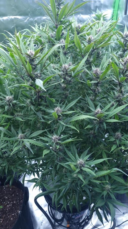 Strawberry Gorilla Automatic's. Week 11