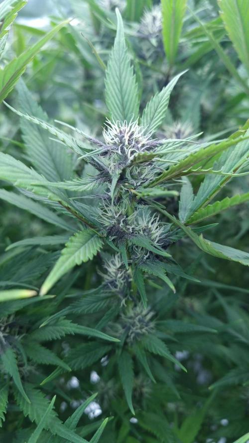 Strawberry Gorilla Automatic's. Week 11