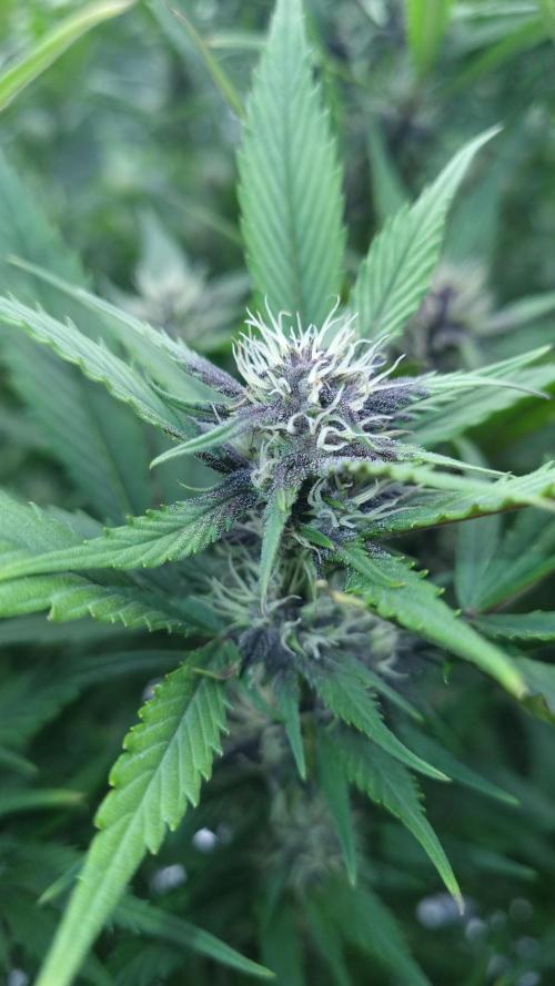 Strawberry Gorilla Automatic's. Week 11