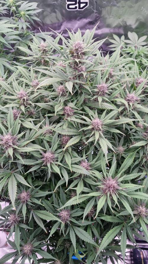 Strawberry Gorilla Automatic's. Week 11