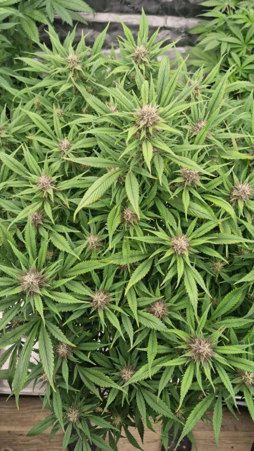 Strawberry Gorilla Automatic's. Week 11