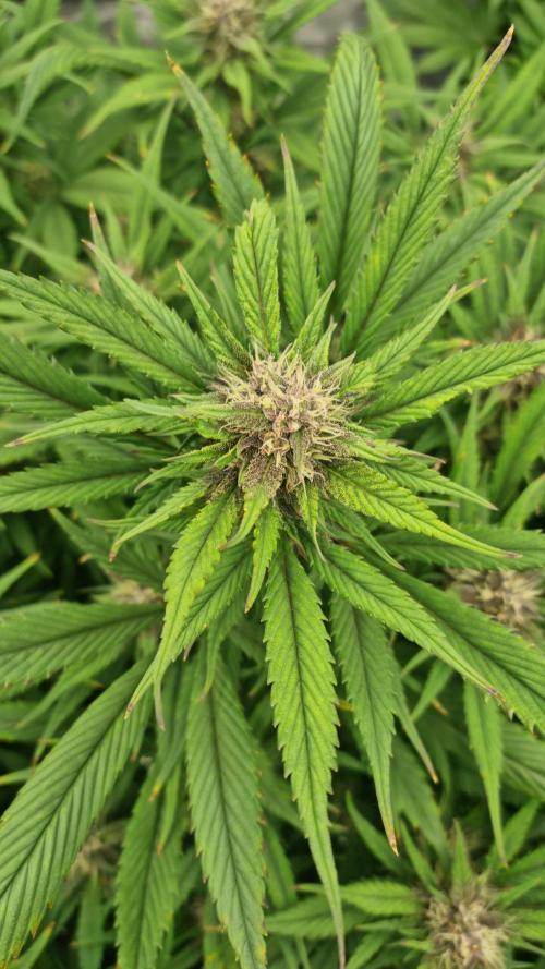 Strawberry Gorilla Automatic's. Week 11