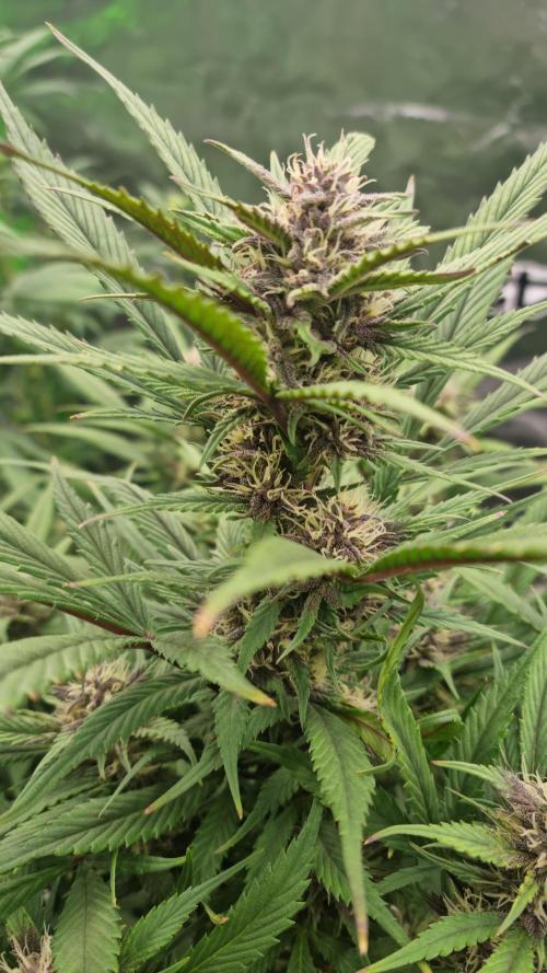 Strawberry Gorilla Automatic's. Week 11