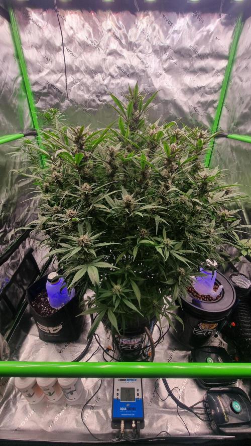 Strawberry Gorilla Automatic's. Week 11