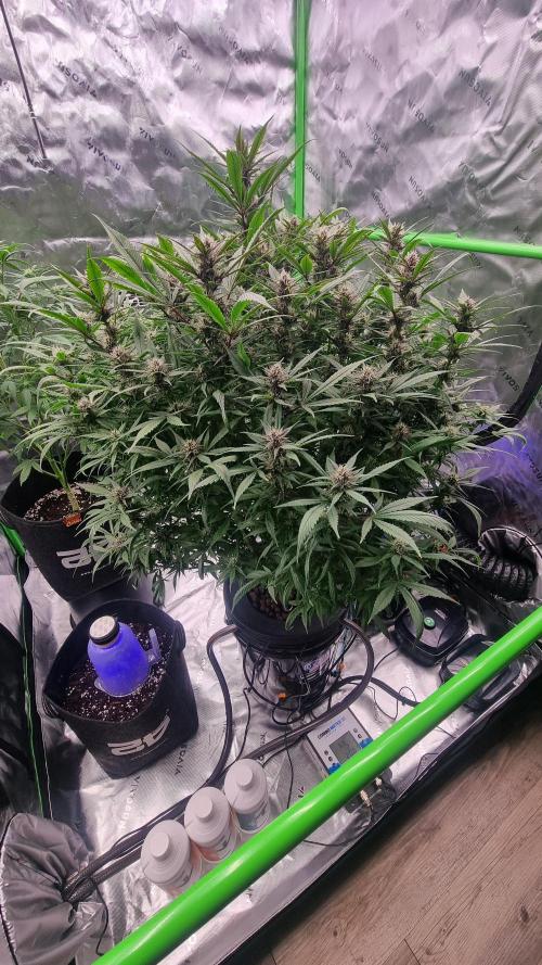 Strawberry Gorilla Automatic's. Week 11