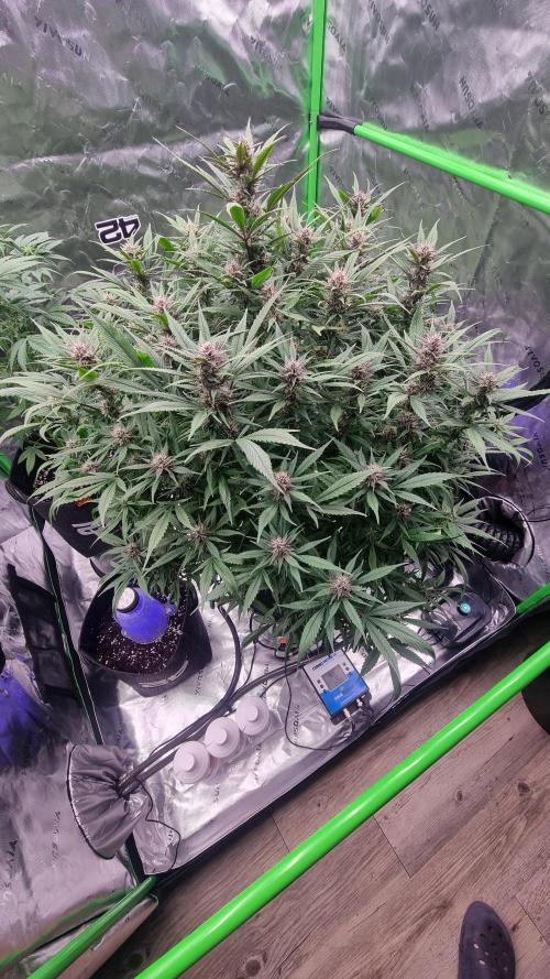 Strawberry Gorilla Automatic's. Week 11