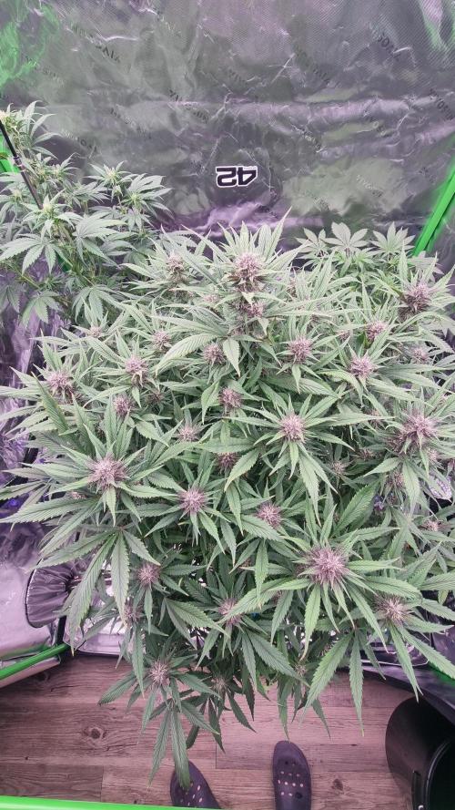 Strawberry Gorilla Automatic's. Week 11