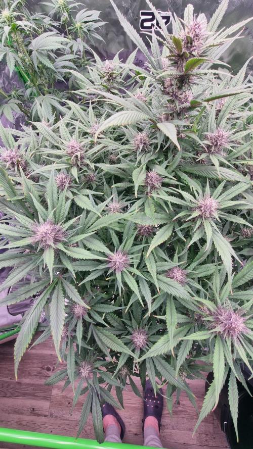 Strawberry Gorilla Automatic's. Week 11