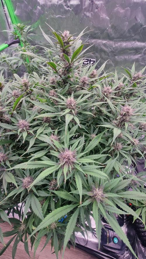 Strawberry Gorilla Automatic's. Week 11