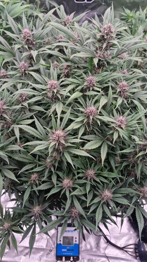 Strawberry Gorilla Automatic's. Week 12