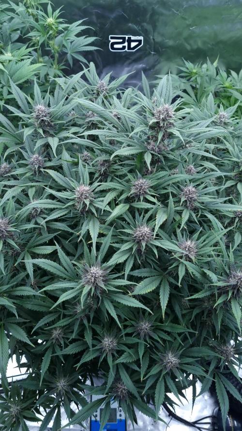 Strawberry Gorilla Automatic's. Week 12