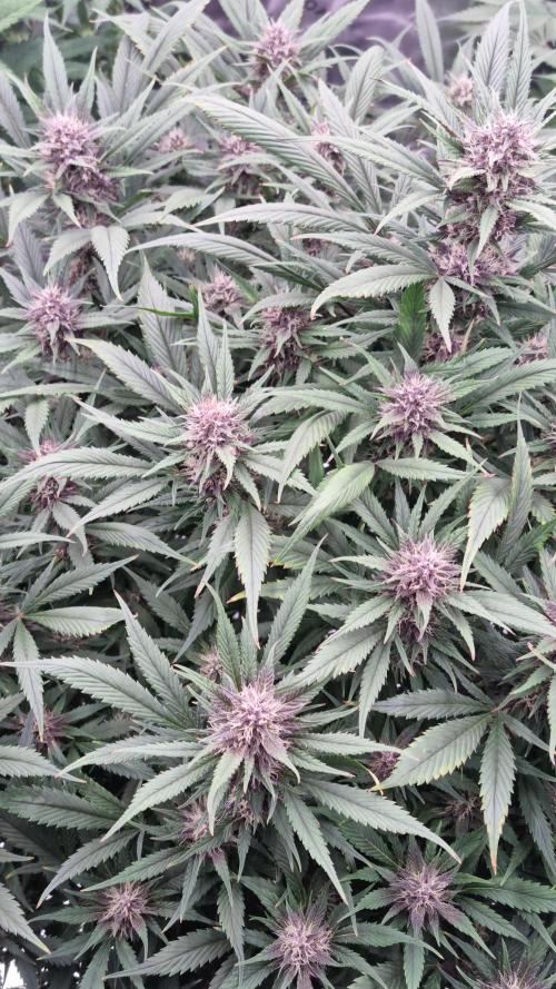 Strawberry Gorilla Automatic's. Week 12