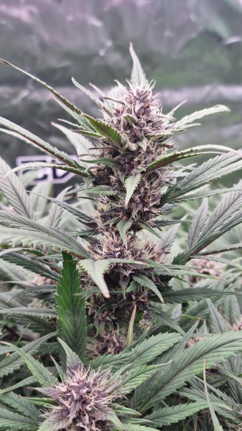 Strawberry Gorilla Automatic's. Week 12