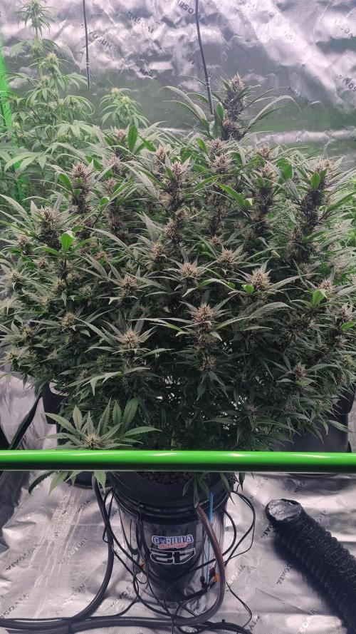 Strawberry Gorilla Automatic's. Week 12