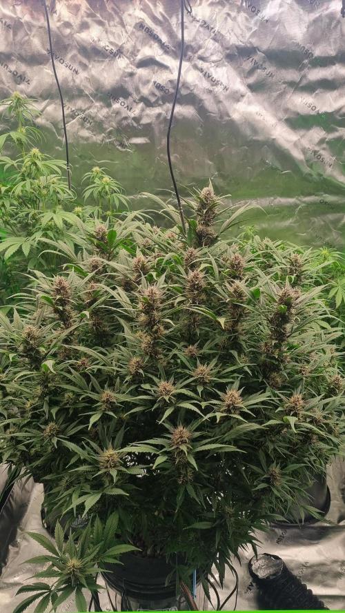 Strawberry Gorilla Automatic's. Week 12