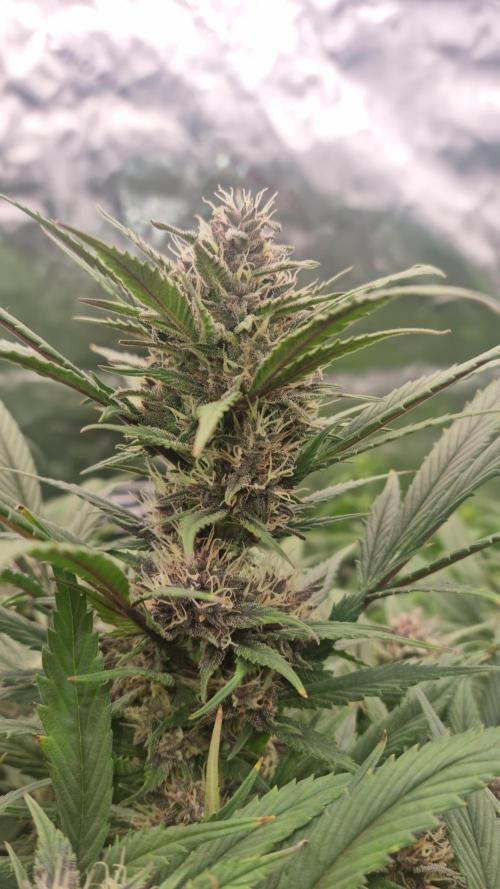 Strawberry Gorilla Automatic's. Week 12